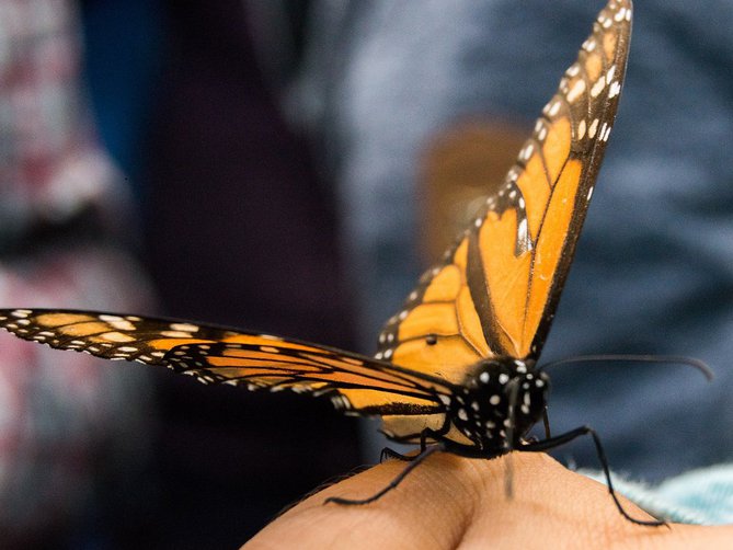 logo Mariposa Monarca desde la Ciudad de México