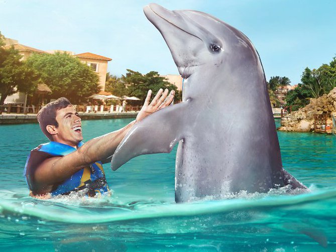 Nado con Delfines en Puerto Aventuras por Dolphin Discovery