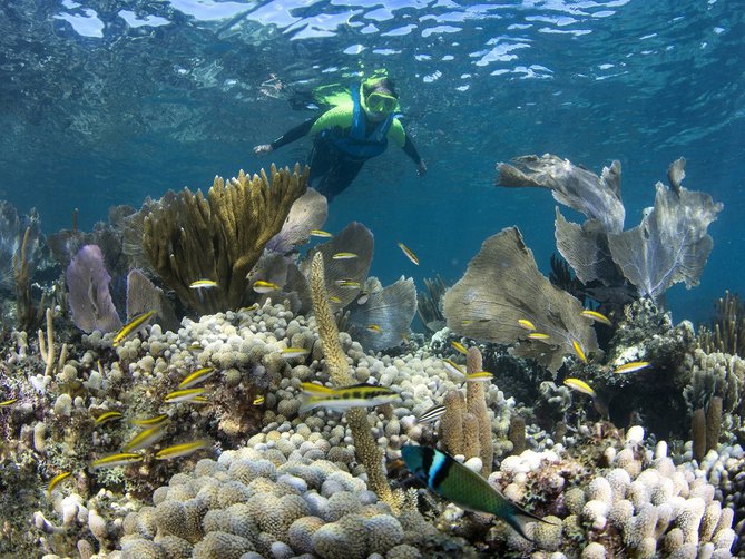 Snorkel en el Arrecife Nizuc y MUSA