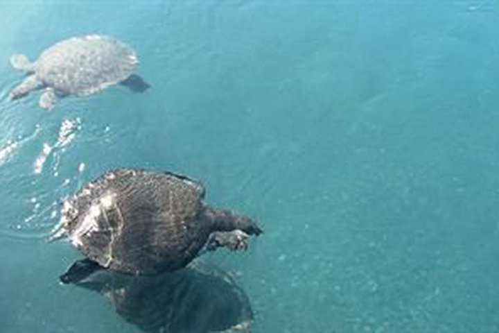 Img - Doble estándar