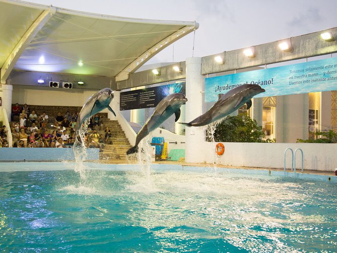 Nado con Delfines + Acuario Interactivo Cancún 50% DE DESCUENTO