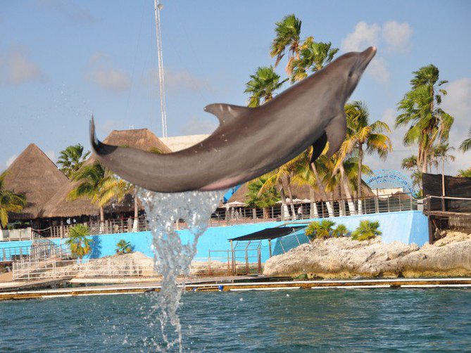 Catamarán + Nado con Delfines en Isla Mujeres
